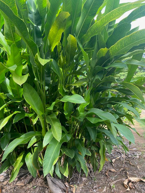 Heliconia Psittacorum x Spathocircinata Alan Carle