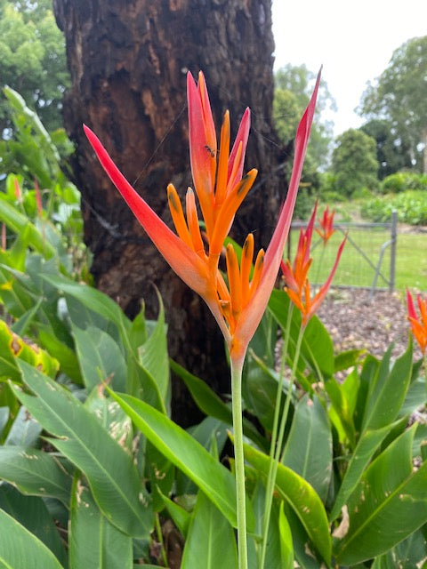 Heliconia Psittacorum Andromeda