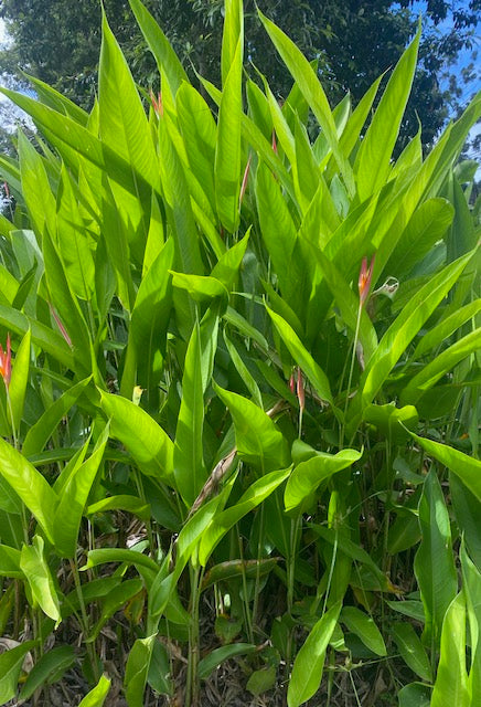 Heliconia Psittacorum Andromeda