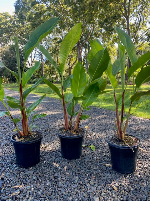 Heliconia Bihai Banana Split