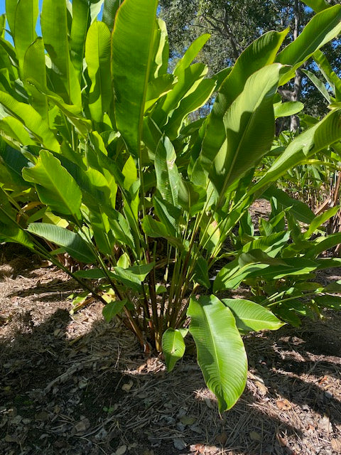 Heliconia Bihai Banana Split