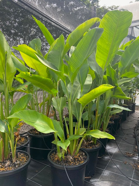 Heliconia Caribaea Black Magic