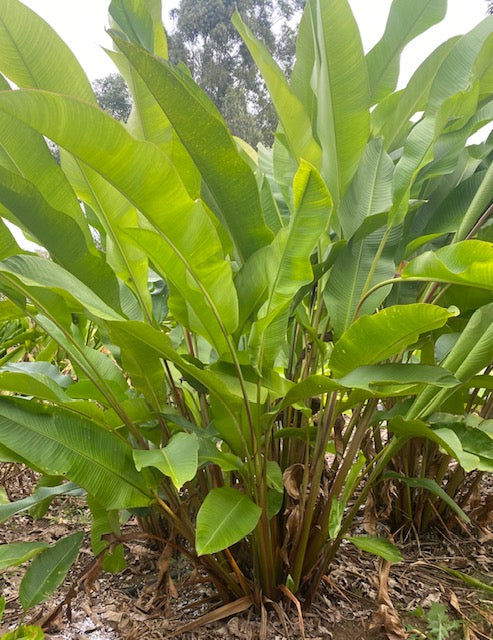 Heliconia Bihai x Caribaea Black Cherry