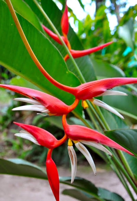 Heliconia Pendula Bright Red
