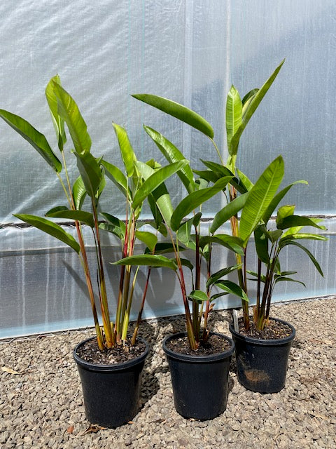 Heliconia Pendula Bright Red