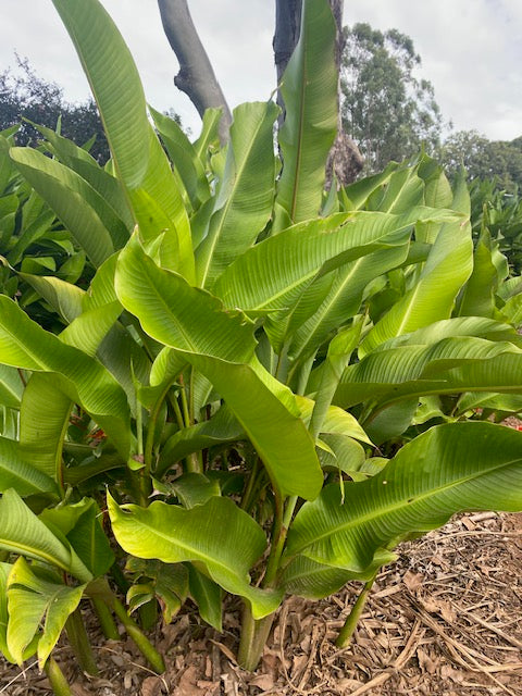 Heliconia Stricta Bucky