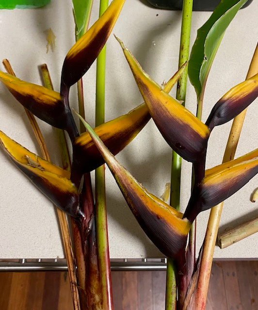 Heliconia Bihai Chocolate Dancer