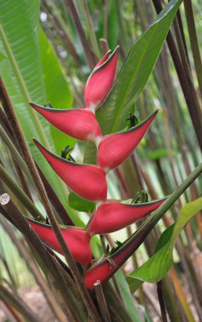 Heliconia Orthotricha Coconut Ice