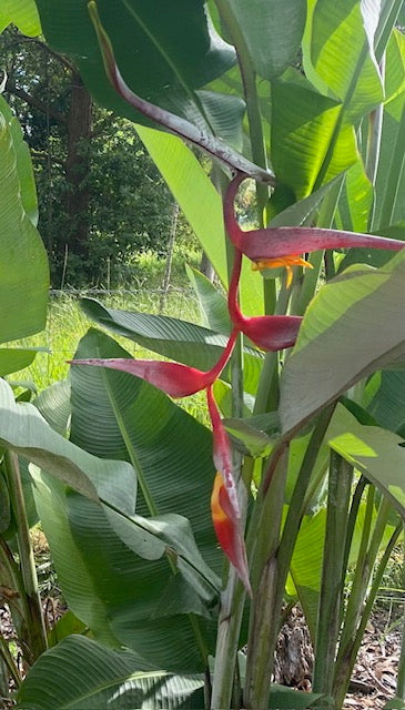 Heliconia Collinsiana