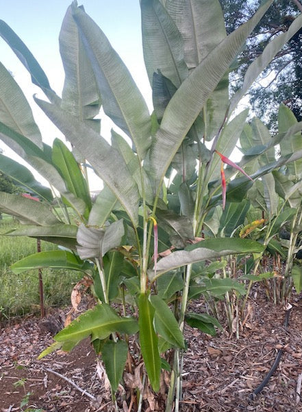 Heliconia Collinsiana