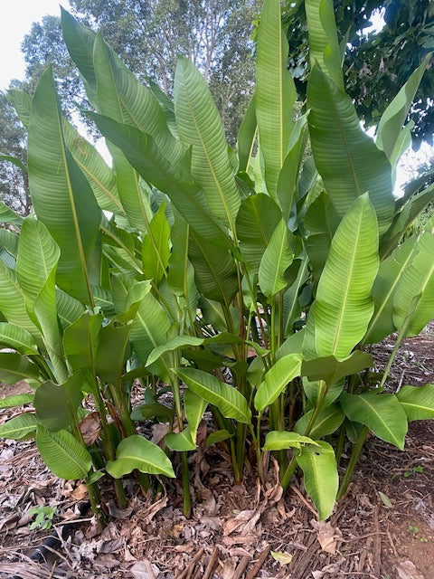 Heliconia Stricta Firebird