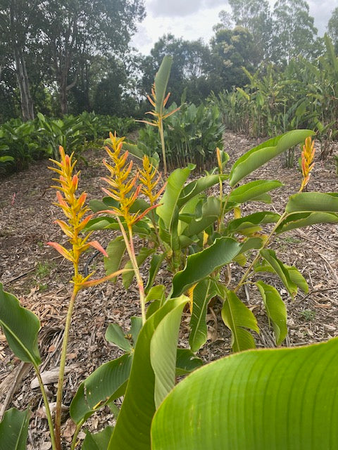 Heliconia Lingulata Flat Fan