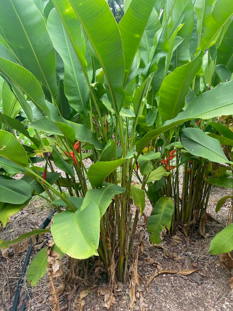 Heliconia Bihai Hong Kong Claw