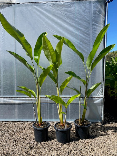 Heliconia Bihai x Caribaea Hot Rio Nights