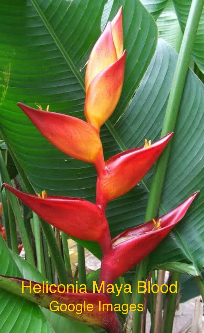 Heliconia 2-3m PACK OF 3 Rhizomes