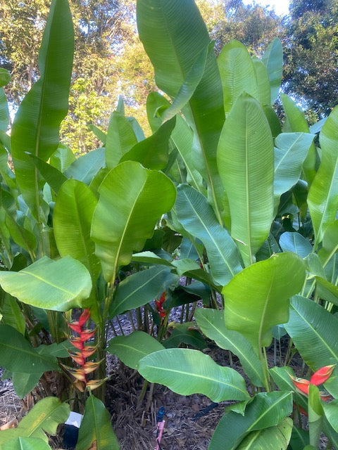 Heliconia 2-3m PACK OF 3 Rhizomes