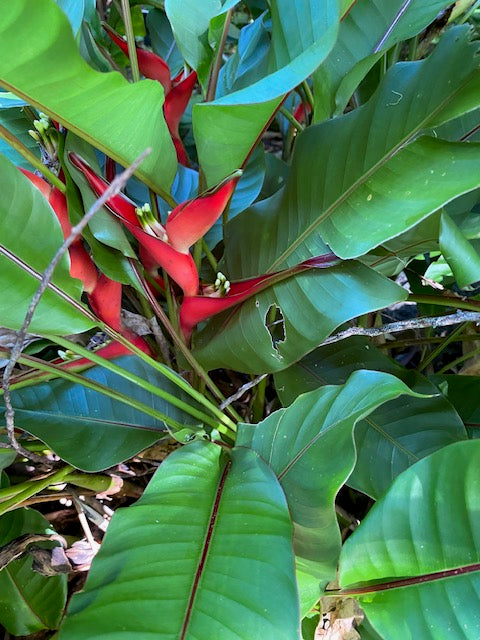 Heliconia Stricta Jamaica Dwarf