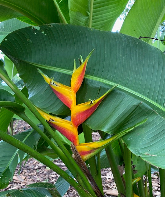 Heliconia Bihai x Caribaea Jacquinii