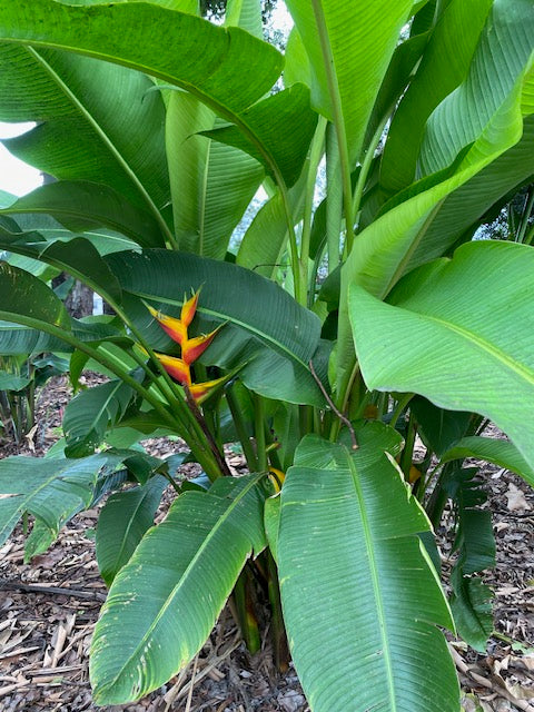 Heliconia Bihai x Caribaea Jacquinii