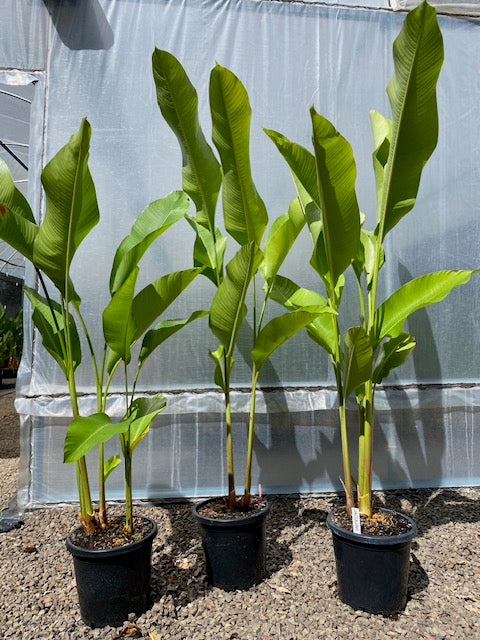 Heliconia Bihai x Caribaea Jacquinii