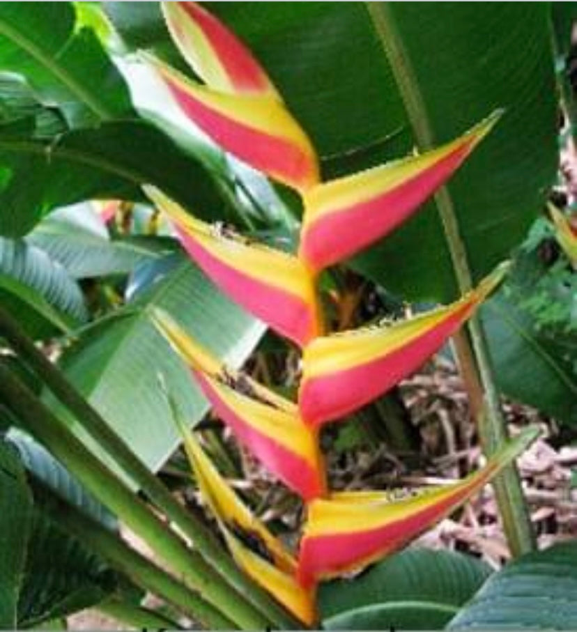 Heliconia Bihai Kamehameha