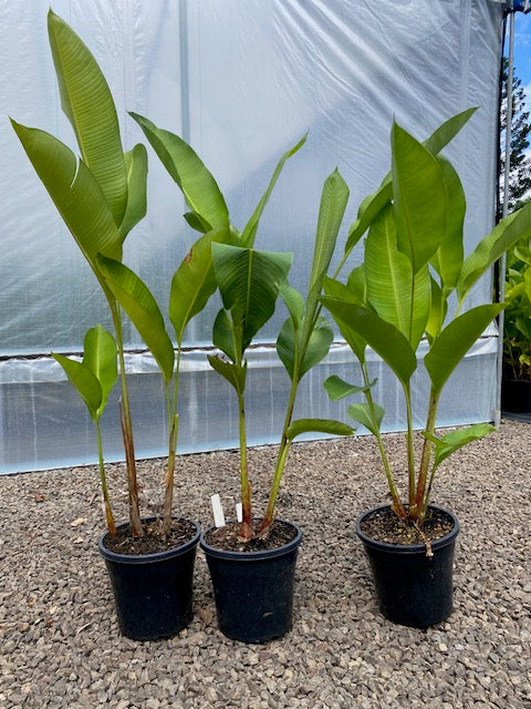 Heliconia Bihai Kamehameha