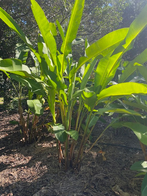 Heliconia Bihai Kamehameha