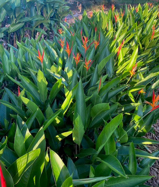 Heliconia Psittacorum Kathy