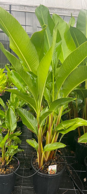 Heliconia Bihai x Caribaea Kawauchi