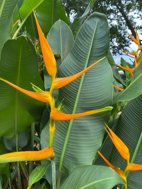 Heliconia Latispatha Orange Gyro PACK OF 3 Rhizomes