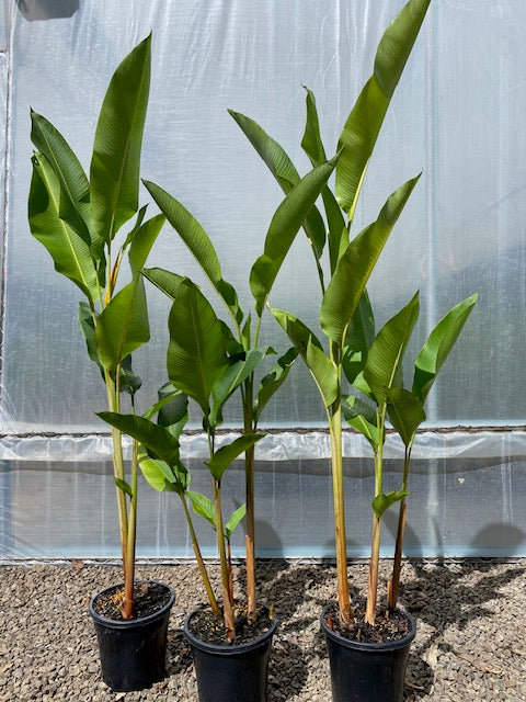 Heliconia Latispatha Orange Gyro