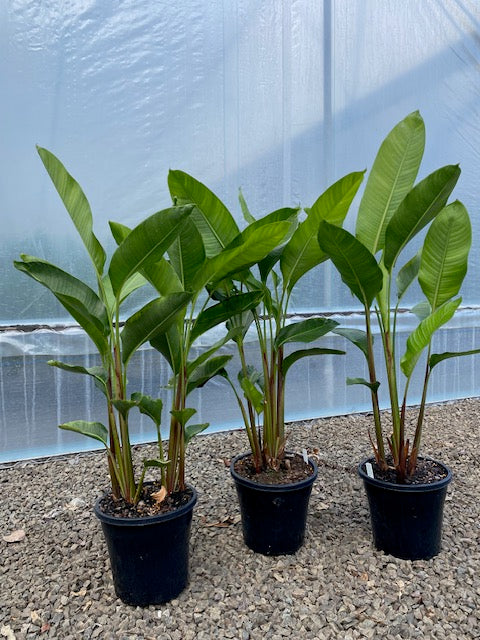Heliconia Pendula x Angusta Papsiana