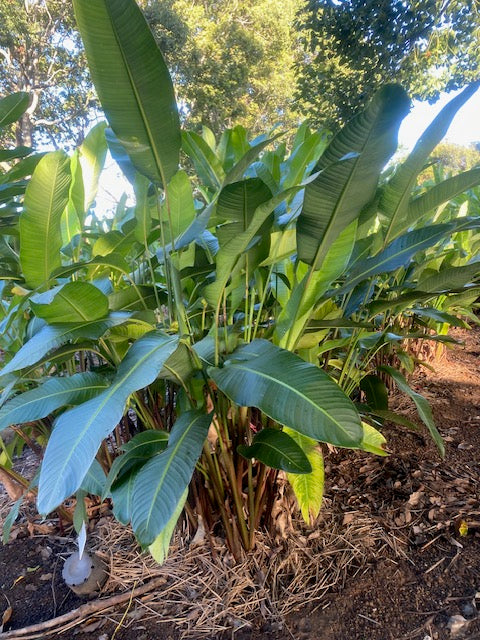 Heliconia Pendula x Angusta Papsiana