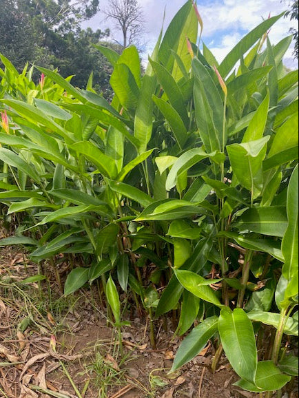 Heliconia Psittacorum Parakeet