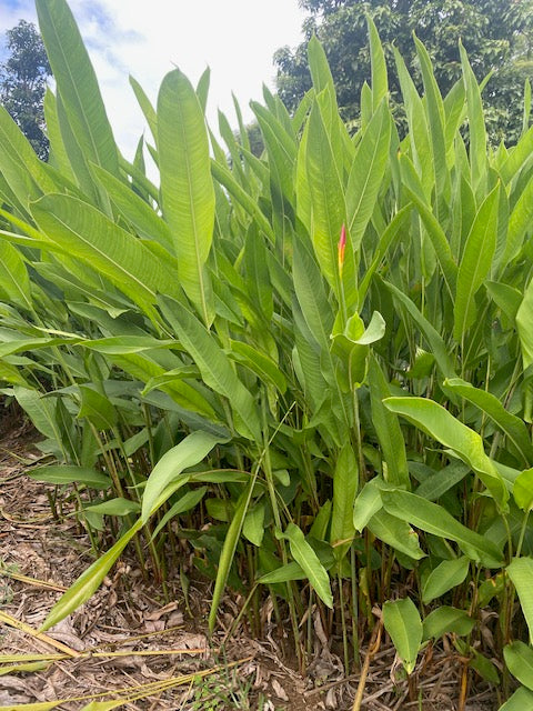 Heliconia Psittacorum Peter Bacon