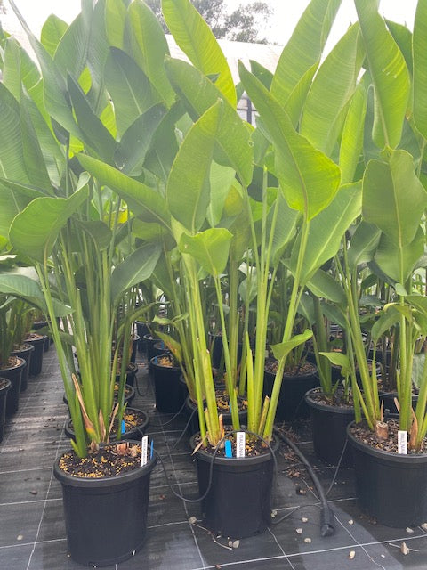 Heliconia Bihai x marginata Rauliniana
