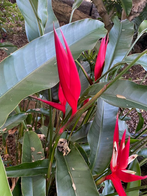 Heliconia Angusta Red Christmas (Holiday)