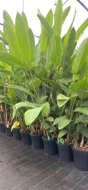 Heliconia Rostrata 'Parrots Beak'