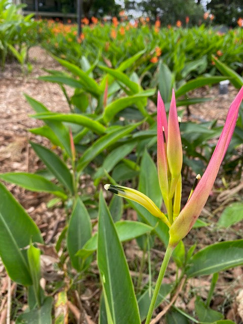 Heliconia 0.5-1.5m Psittacorrum Rhizomes