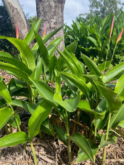 Heliconia Psittacorum Strawberries & Cream