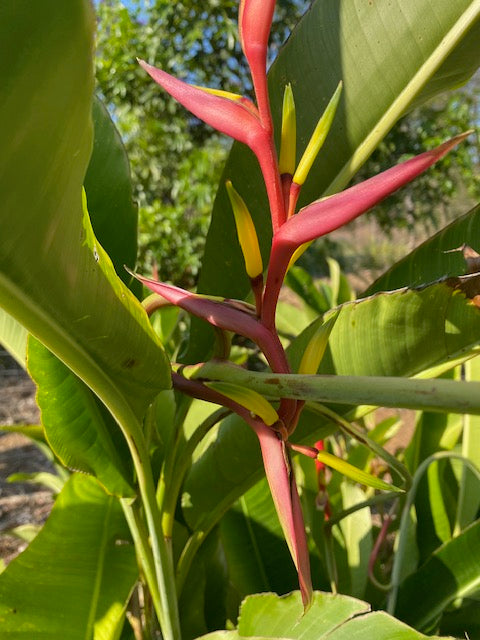 Heliconia Subulata