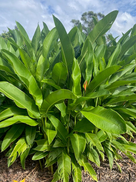 Heliconia Psittacorum x Spathocircinata Tropics