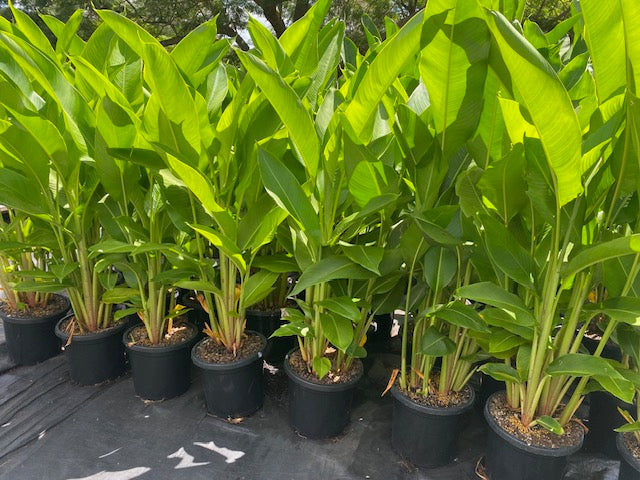 Heliconia Psittacorum x Spathocircinata Tropics
