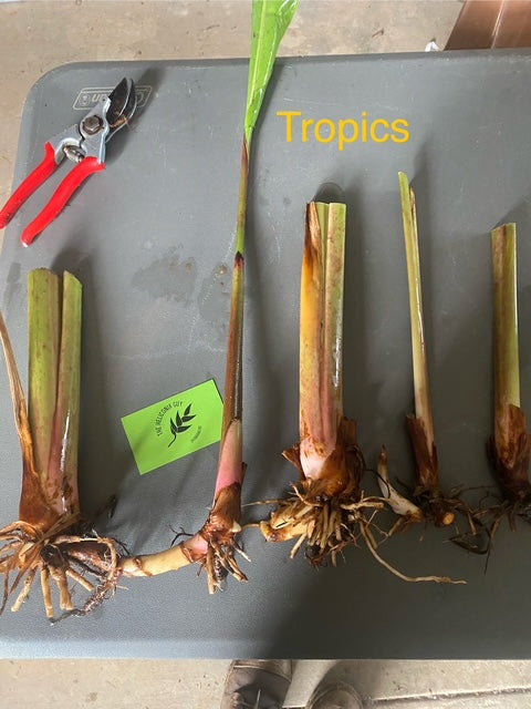 Heliconia Psittacorrum x Spathocircinata Tropics PACK OF 3 Rhizomes