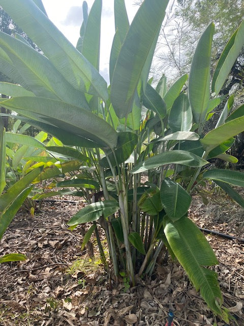 Heliconia Pendula Waxy Red