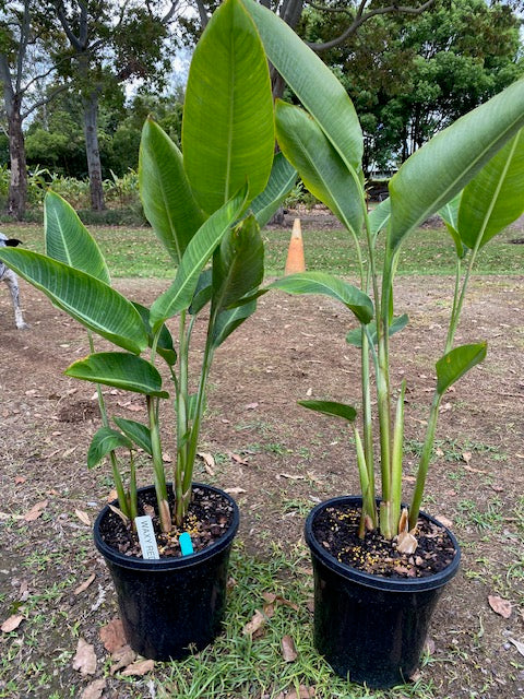 Heliconia Pendula Waxy Red
