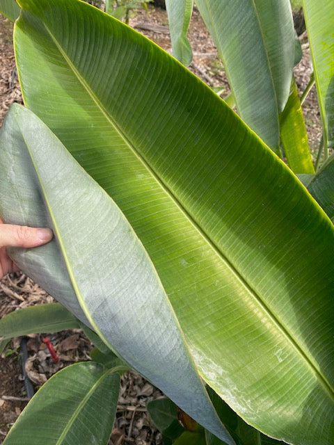 Heliconia Pendula Waxy Red