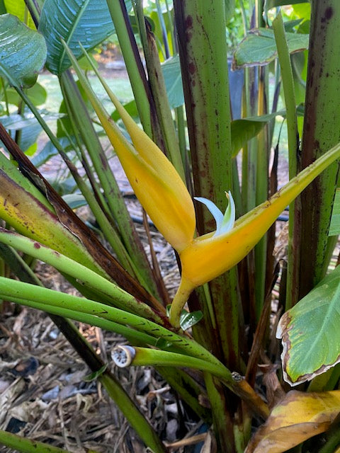 Heliconia Bihai Yellow Dancer