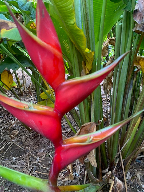 HELICONIA 3-4M GROWERS