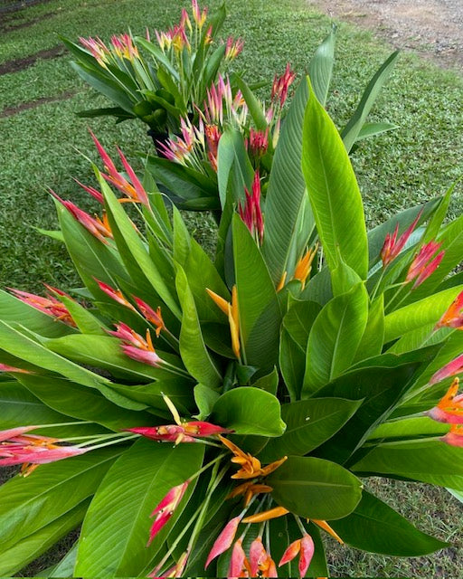 HELICONIA 0.5M-1.5M GROWERS